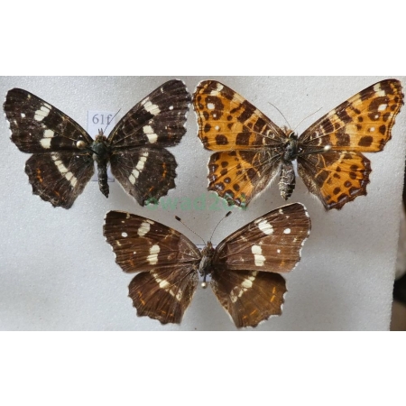 Araschnia levana (Linnaeus, 1758) x3 form Rusałka kratkowiec Czech61f